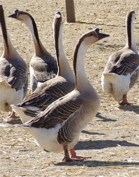 長鵝|中國鵝 (Chinese Goose)